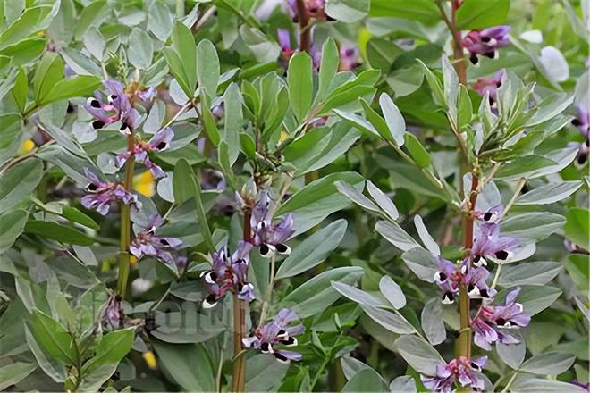 胡豆什么时候种植最好(图4)